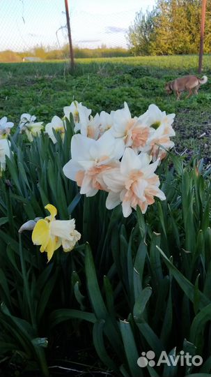 Сортовые нарциссы
