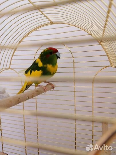 Попугай Какарик