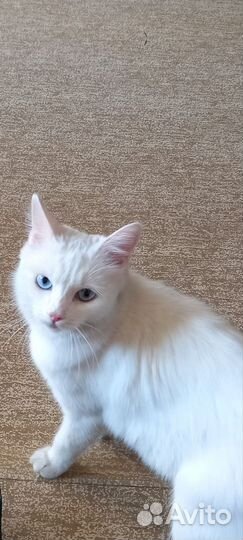 Кошка в дар