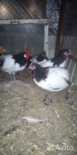 Молодые петушки