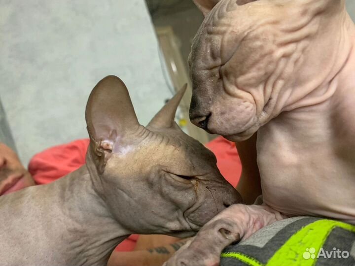 Сфинкс, котёнок