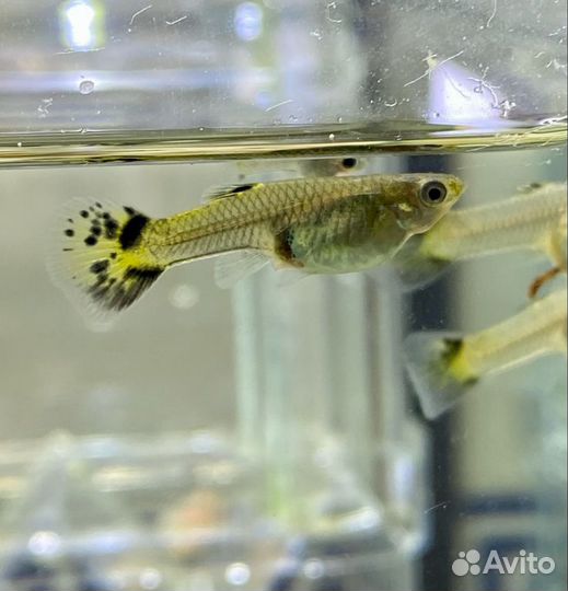 Гуппи подростки и взрослые