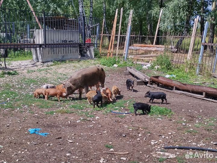Поросята и баран
