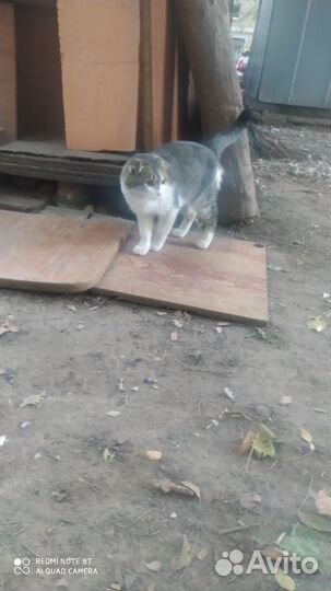 Кот