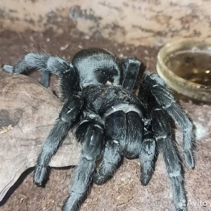 Паук Grammostola pulchra самка взрослая