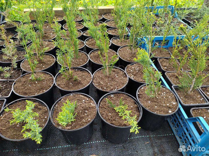 Можжевельник казацкий