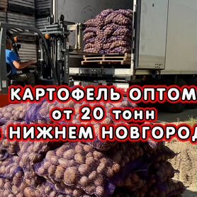 Картофель Оптом сорт Гала в Нижнем Новгороде