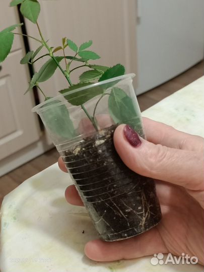 Роза бенгальская малиновая,бледно роз,стефанотис