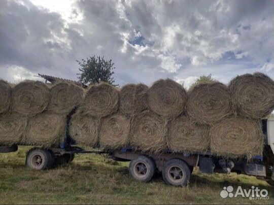 Сено с доставкой 1600 Звоните договаримся