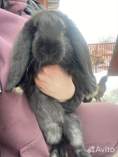 Кролики Французский баран