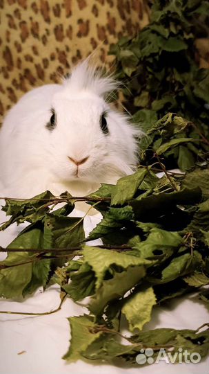 Корм, засушки, веники для грызунов и кроликов