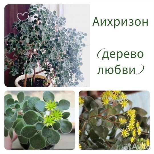 Аихризон / дерево Любви