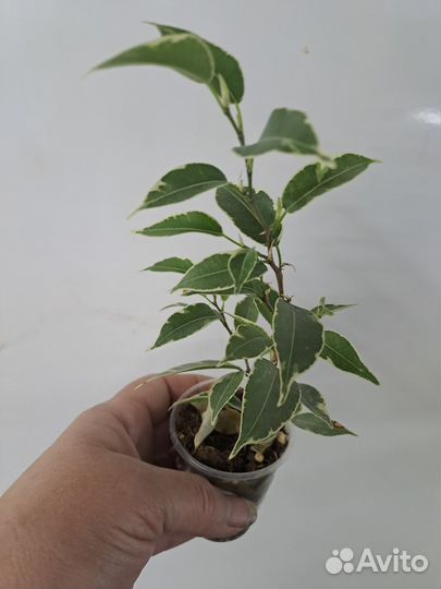 Продам фикусят