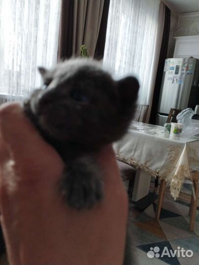 Кошка в дар