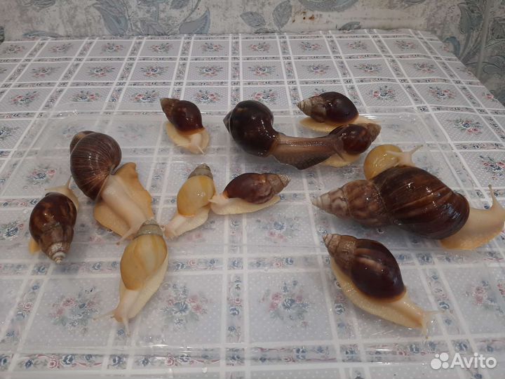 Улитки Ахатины