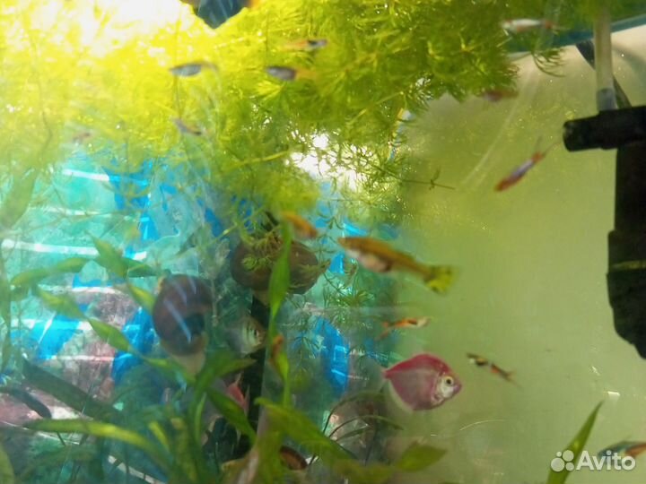 Аквариум с рыбками