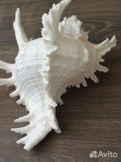 Морская ракушка (большая)
