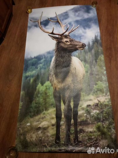 Фото обои бумажные