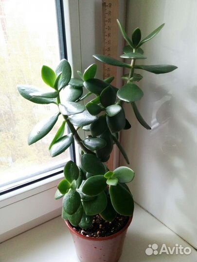 Денежные деревца-Толстянки