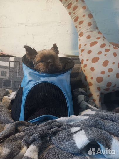 Переноска для собак мелких пород