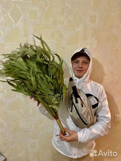 Эвкалипт для бани