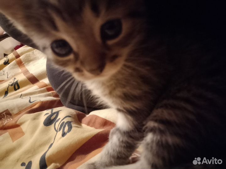 Кошка в дар