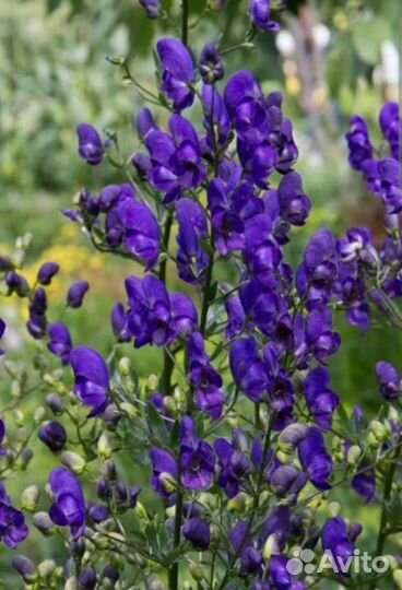 Аконит, дельфиниумы