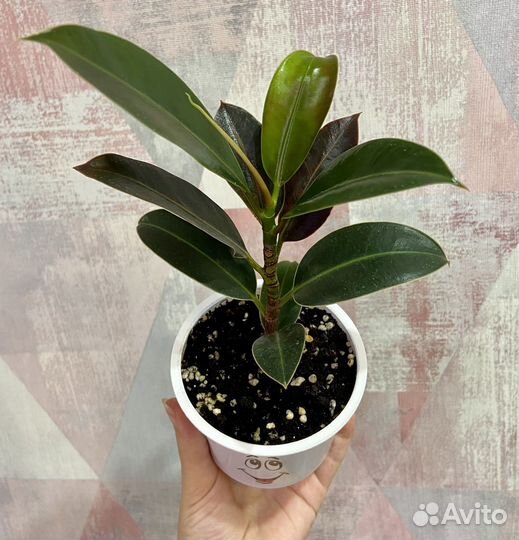 Фикус Мелани