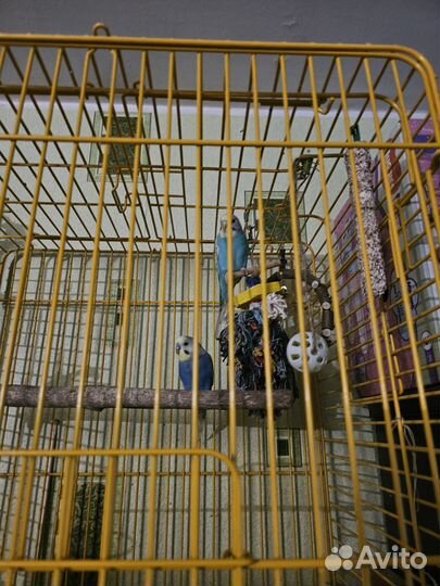 Пара радужных волнистых попугаев