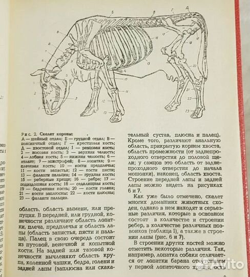 Домашний ветеринар, Петрухин