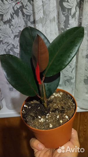 Фикус эластика Робуста