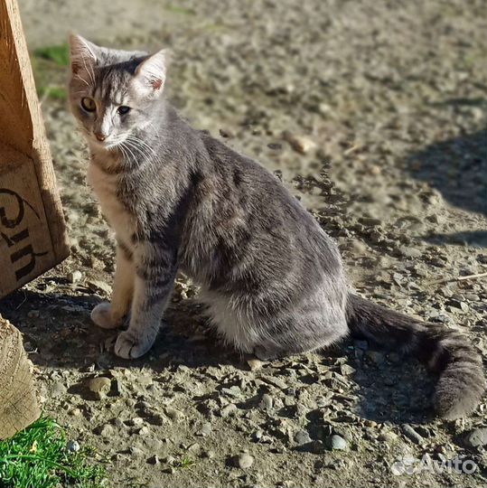 Кошка в дар