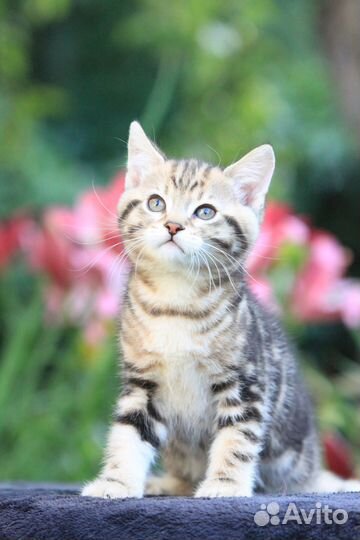 Манчкин лонг в добрые руки