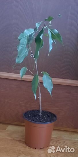 Фикус бенджамина