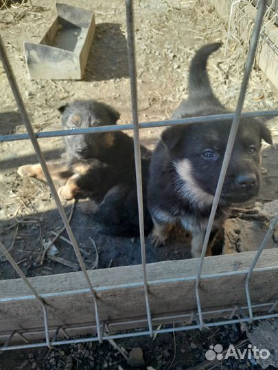 Щенки немецкой овчарки