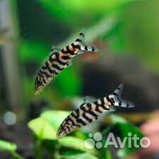 Гуппи, сомы, гурами