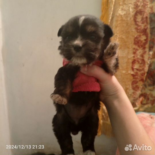 Продам щенят, безпородистых