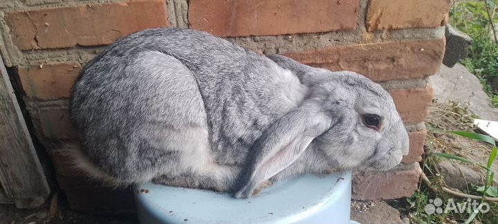 Живое мясо кролика и забой