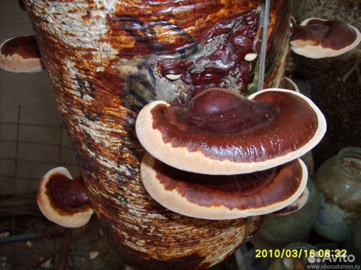 Грибные блоки