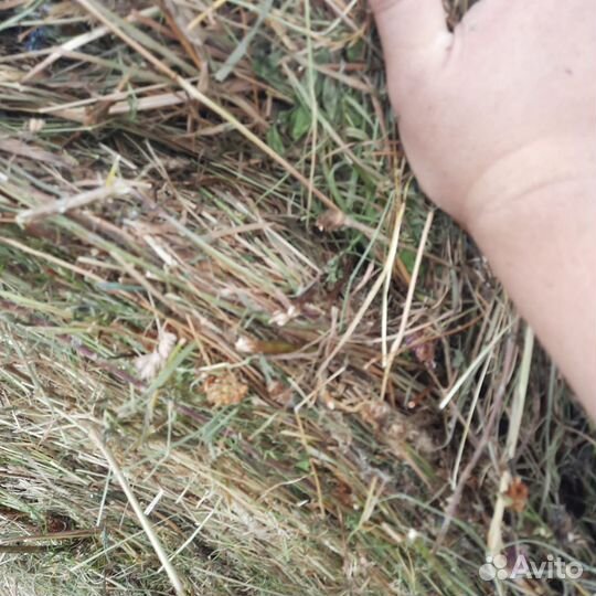 Продам сено в рулонах
