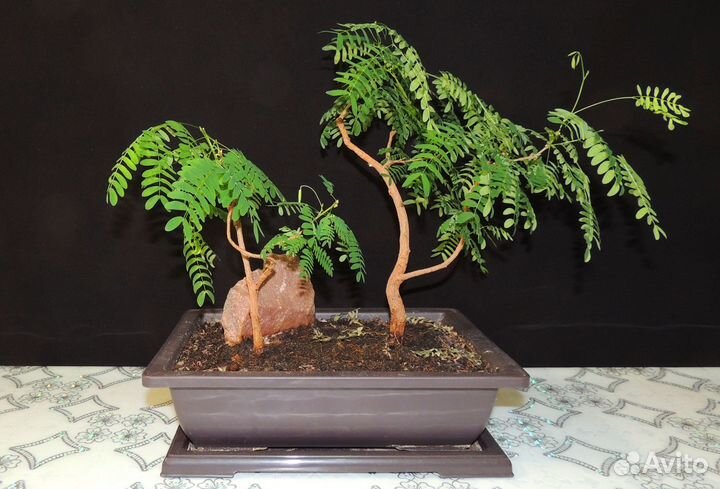 Леуцена (бонсай), другие комнатные растения