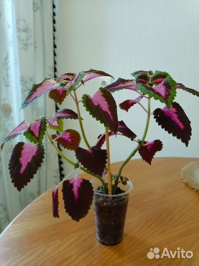 Комнатные цветы