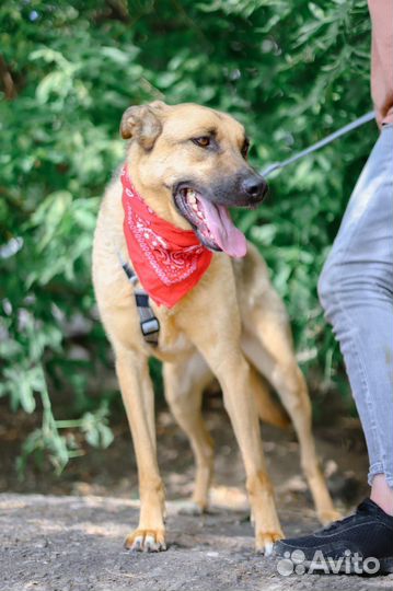 Лео ждет семью в приюте