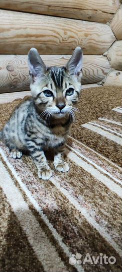 Бенгальская