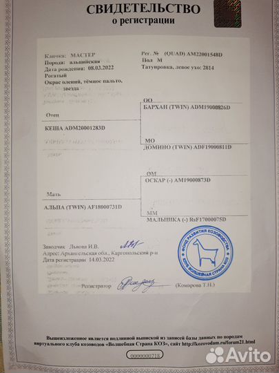 Продам. Козел альпийский