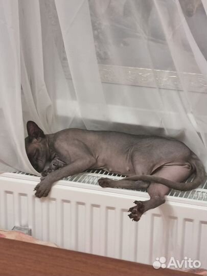 Канадский сфинкс