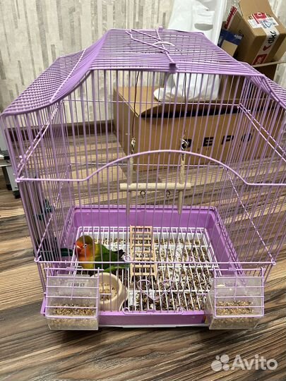 Попугай неразлучник девочка