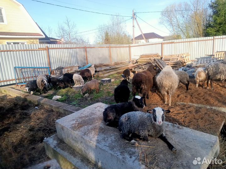 Овцы бараны