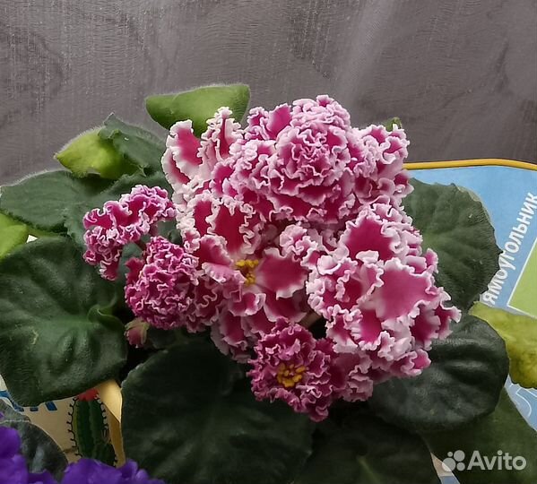 Фиалки детки