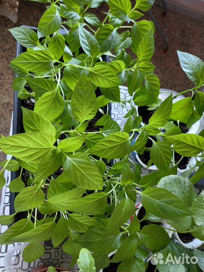 Рассада помидор, перец